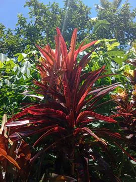 Red leafed croton. Stock-Fotos