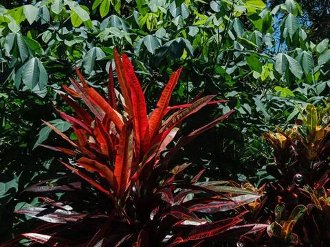 Red leafed croton. Stock-Fotos