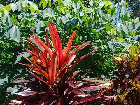 Red leafed croton Stock-Fotos