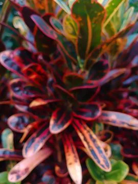 Red leafed croton Stock-Fotos