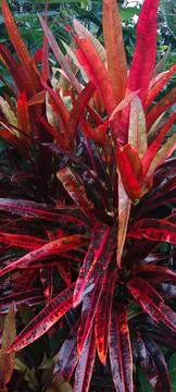 Red leafed croton Stock-Fotos