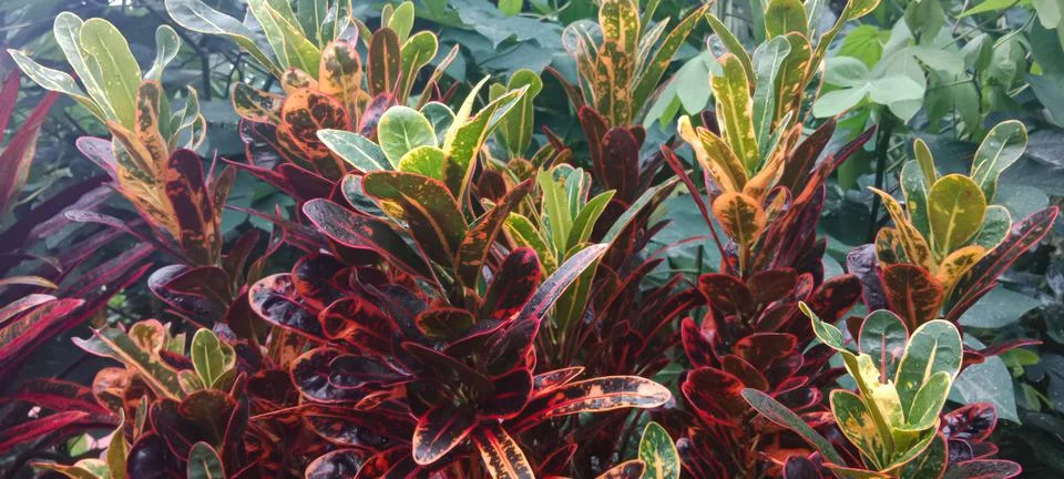 Red leafed croton Stock-Fotos