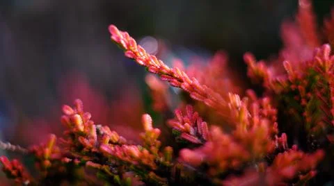 Red leafed heather in closeup Stock Photos