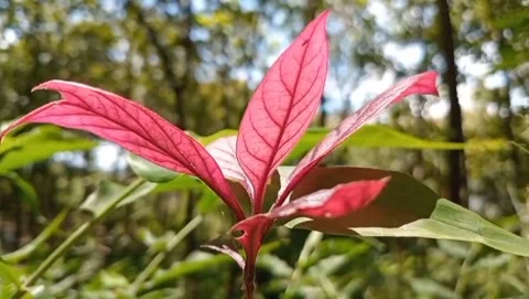 The red-leafed leaves appear bright, a vibrant red. 库存影片 331243542