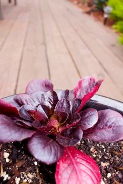 Red Leafed Lettuce Stock Photos