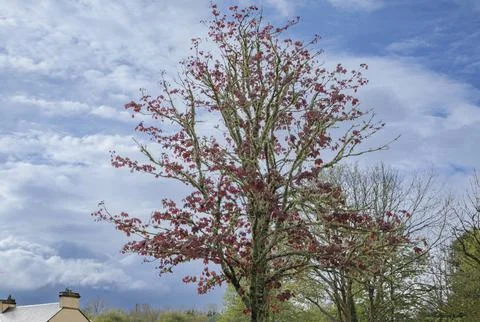 Red leafed Maple tree covered competely in moss Stock Photos