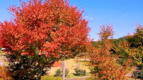 Red leafed maple tree Stock Footage 237029421