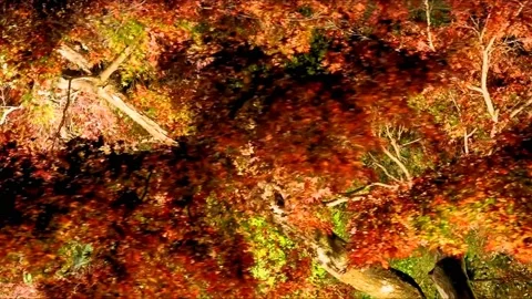 Red leafed maple tree in park at night Stock Footage 234081072