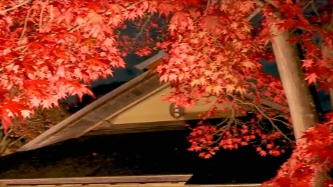 Red leafed maple tree with park lights Stock Footage 234081682