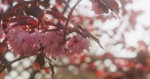 Red leafed pink cherry blossom with garden fence, 8K Stock Footage 117188911