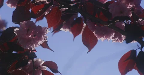 Red leafed pink cherry blossom in a breeze, 8K Stock Footage 117210112
