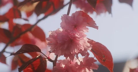 Red leafed pink cherry blossom in a gentle breeze, 8K Stock Footage 117215991