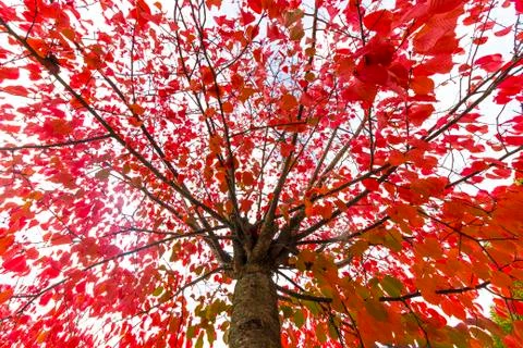 Red leafed tree in autum Stock Photos