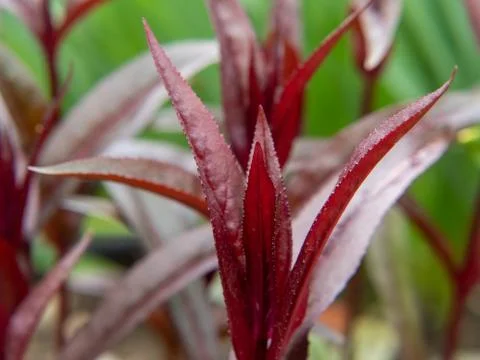 Red leafes in the garden Stock Photos