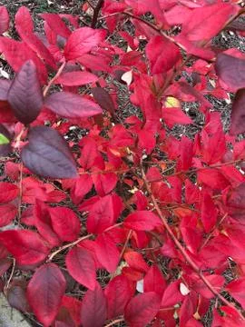 Red leafs 2 스톡 사진