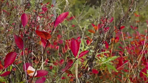 Red leafs and flowers with a forest in the background during fall. Version 1 Stock Footage 288369366