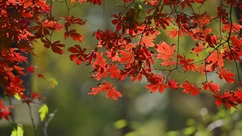 Red leafs in Autumn Stock Footage 293463170