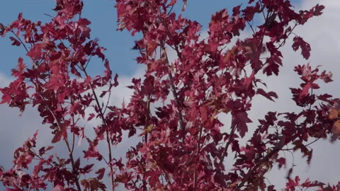 Red leafs, Fall color,White clouds. Mountain, Flagstaff, Arizona-2 Video stock 225837577