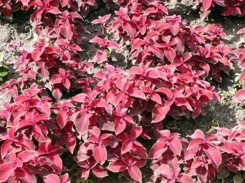 Red leafs on flowerbed Stock Photos