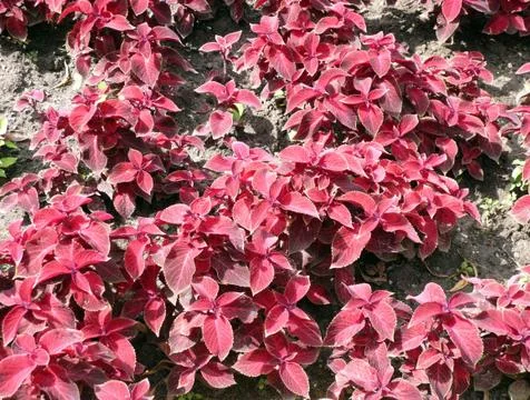 Red leafs on flowerbed Stock Photos