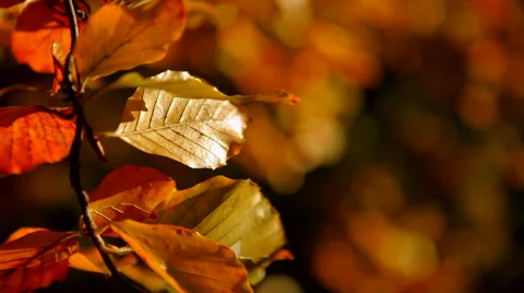 Red leafs Stock Footage 41437434