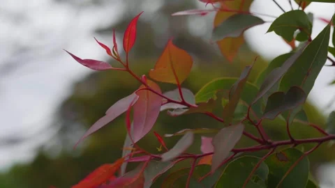 Red Leafs Видео 321093111