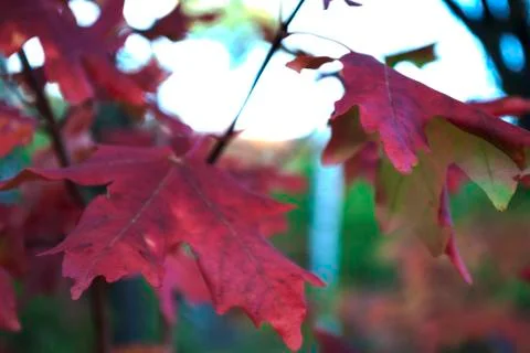 Red leafs Stock Photos