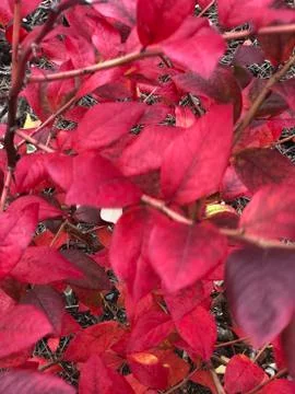 Red leafs Fotos Stock