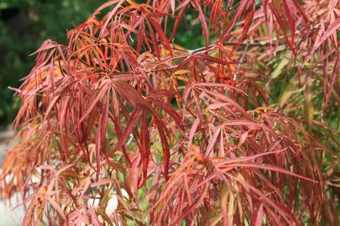 Red Leafs Stock Photos