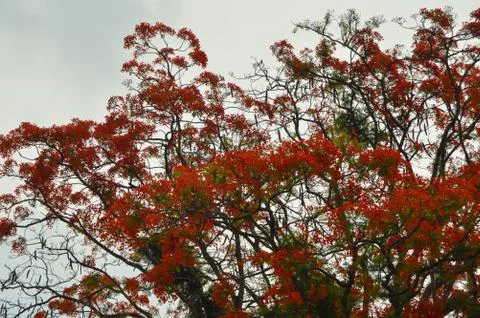Red Leafs Plant-Tree. Cool Bright Red Leafs. Stock Photos