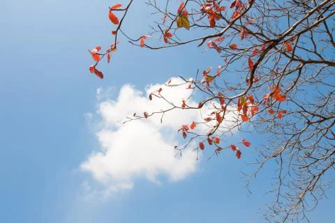 Red leafs on tree branch 스톡 사진