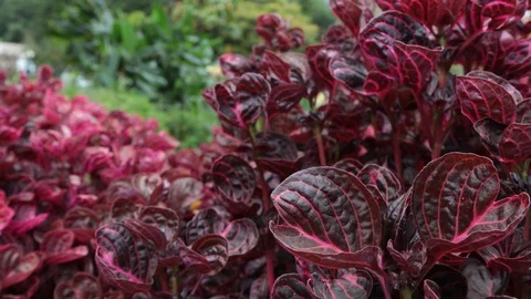 Red leafy tree in the park Stock Footage 119194240