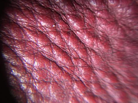 Red Leather Stock Photos