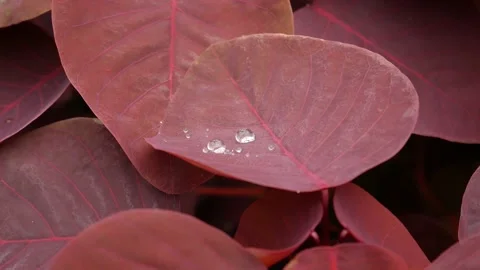 Red leave after rain Video stock 165849603