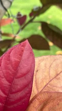Red leave background Stock Photos