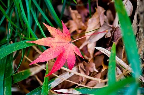 Red leave up on grass Stock Photos