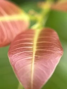 Red leave Fotos Stock