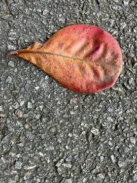 Red leave Fotos de archivo