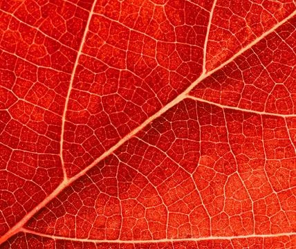 Red leave texture Stock Photos