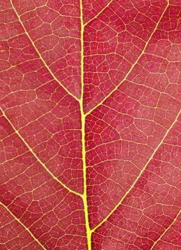 Red leave texture Stock Photos