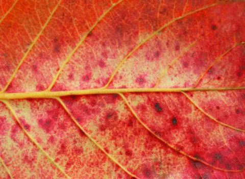 Red leave texture Stock Photos