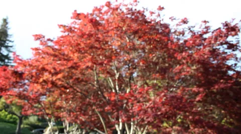 Red Leave Tree Background Blurry Stock Footage 39910380