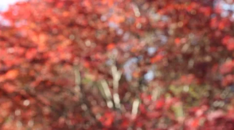Red Leave Tree Background Blurry 動画素材 39910659