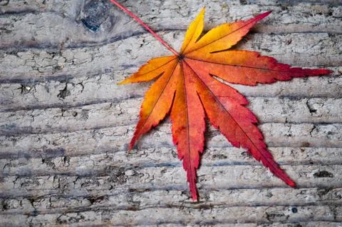 Red leave on tree bark Stock Photos