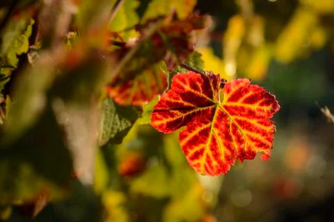 Red leave of vine Stock Photos
