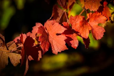 Red leave of vine Stock Photos