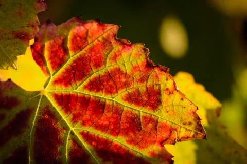 Red leave of vine Stock Photos