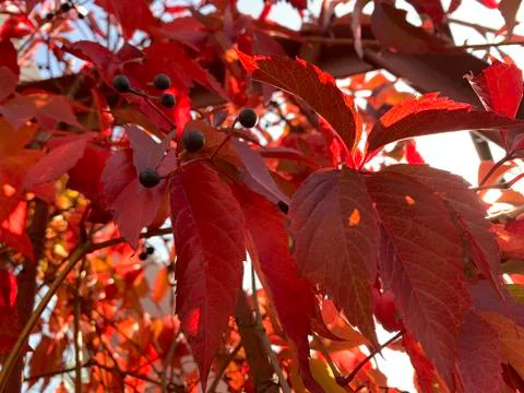Red leave of vine Stock Photos