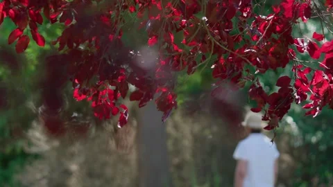 Red-leaved Cotinus Stock Footage 316254585