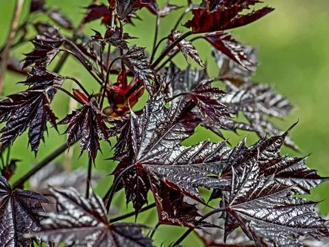 Red-leaved maple in spring in a city park on a blurred natural green background Fotos Stock